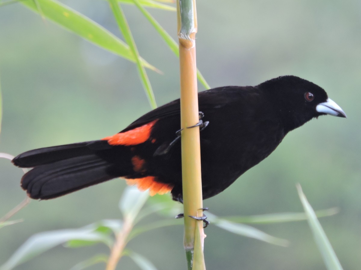Scarlet-rumped Tanager (Cherrie's) - ML615554524