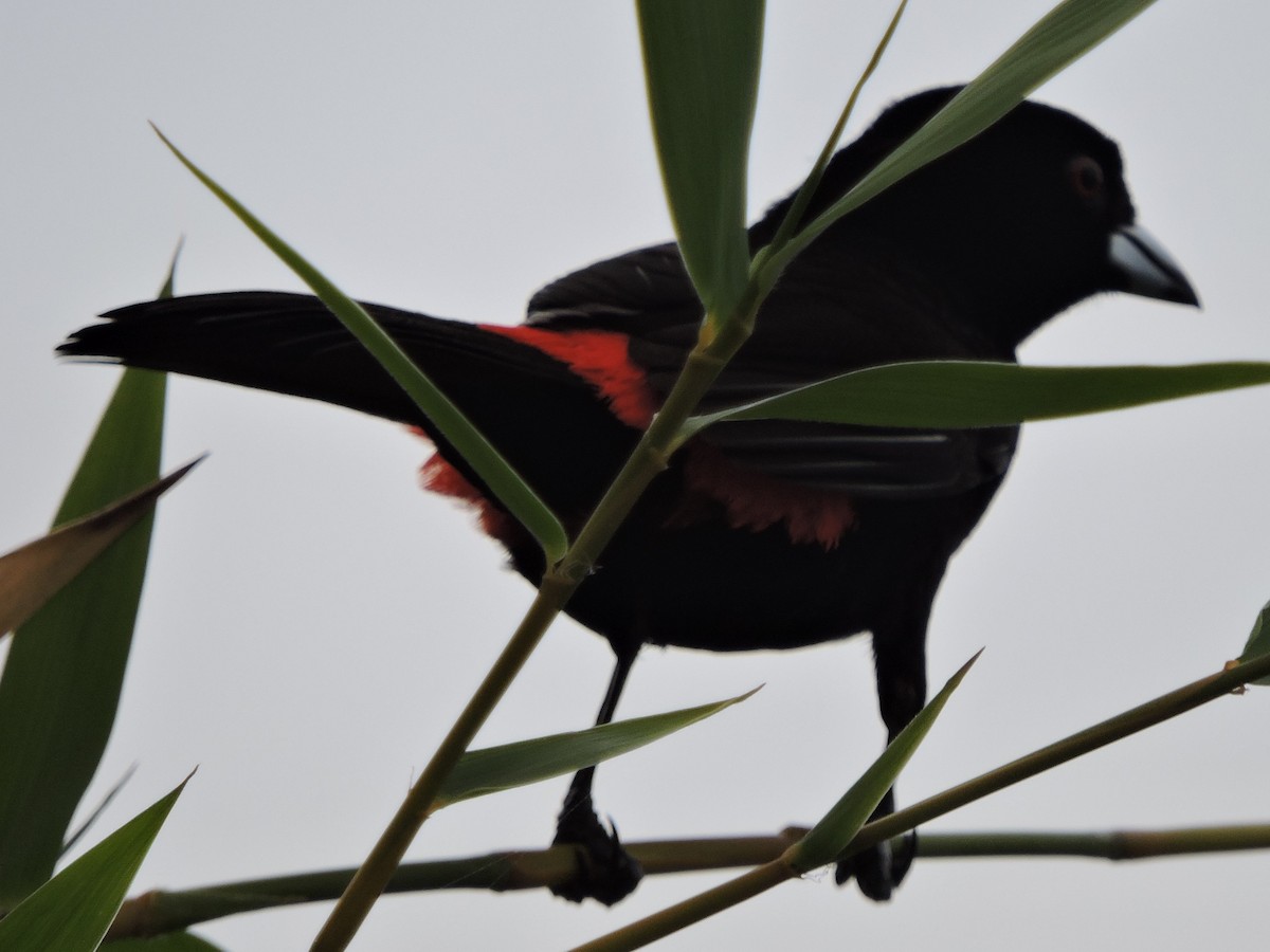 Scarlet-rumped Tanager (Cherrie's) - ML615554562