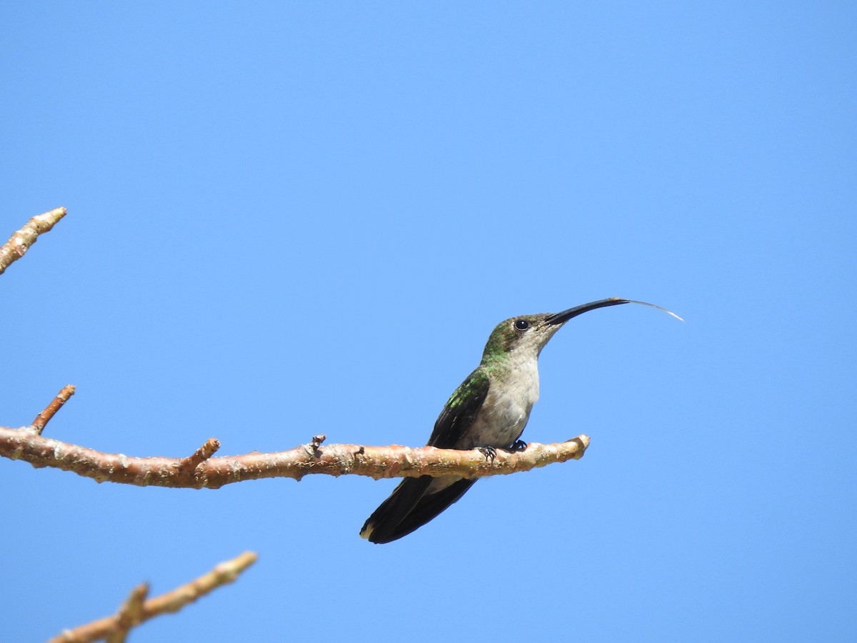 kolibřík hispaniolský - ML615554754