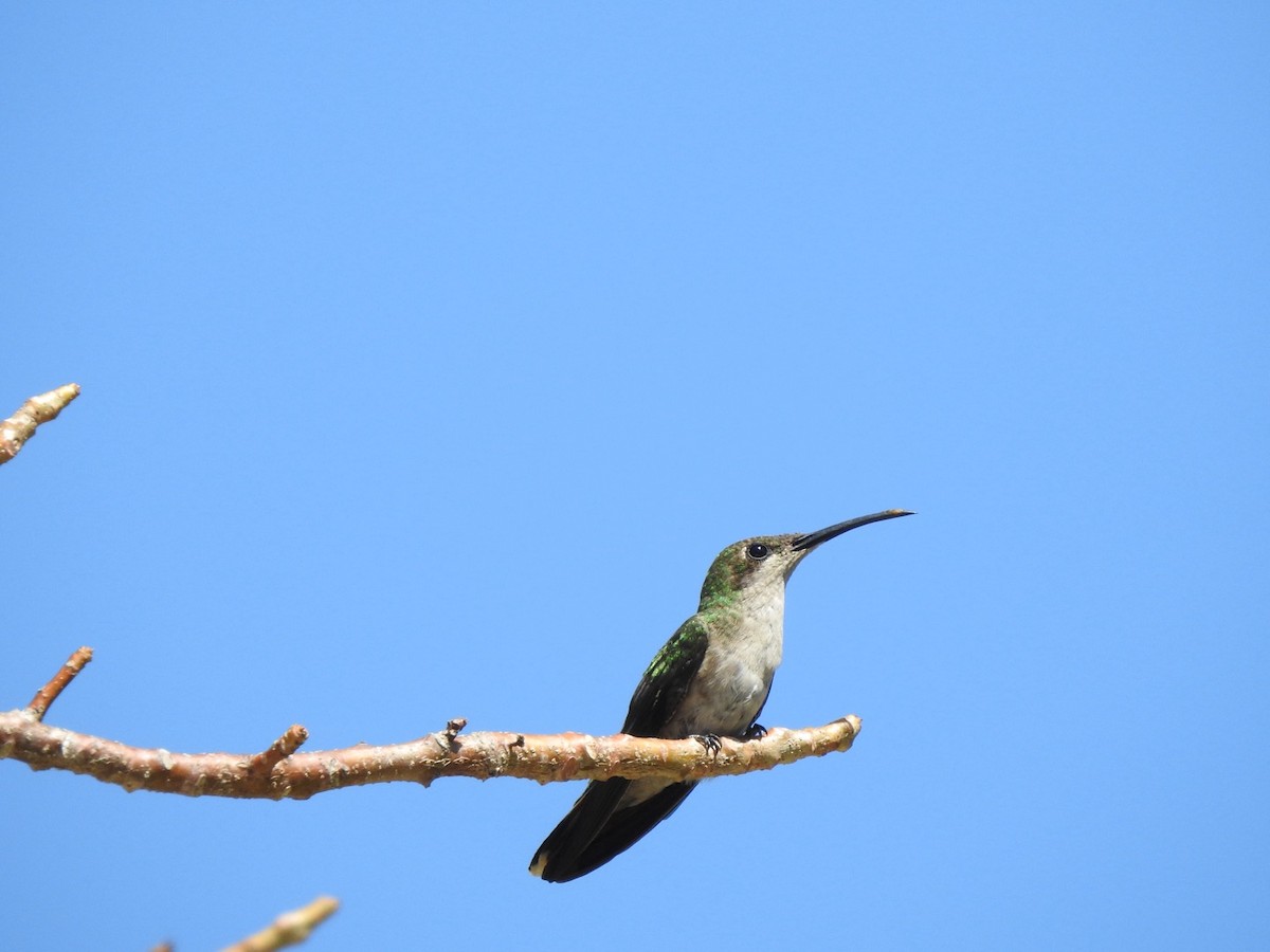 kolibřík hispaniolský - ML615554755