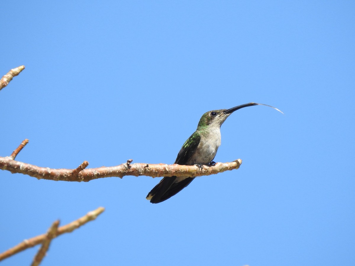kolibřík hispaniolský - ML615554758