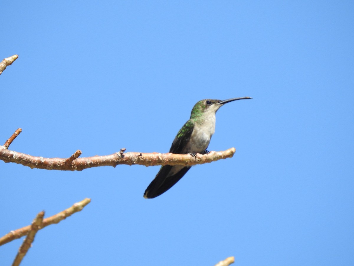 kolibřík hispaniolský - ML615554760