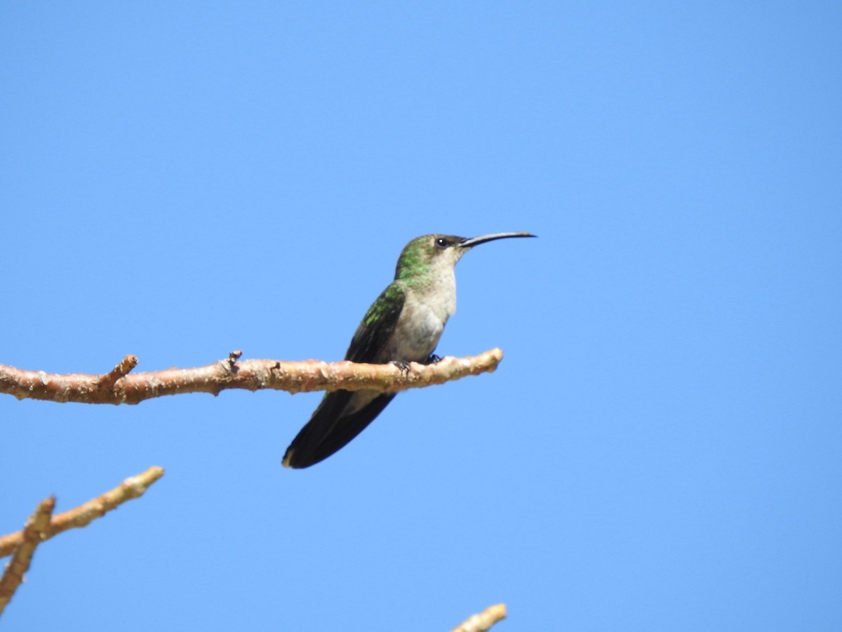 kolibřík hispaniolský - ML615554761