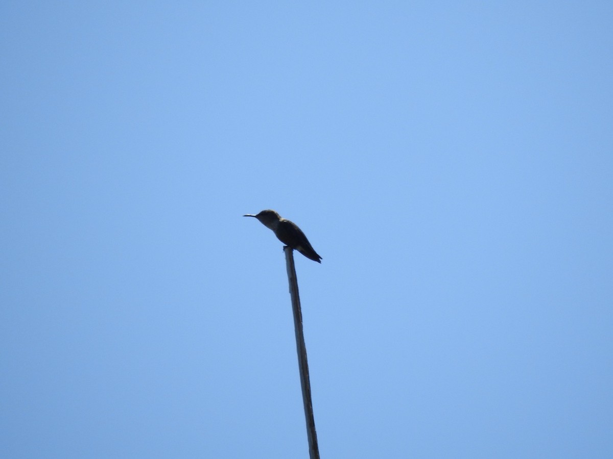 Vervain Hummingbird - leanne grieves