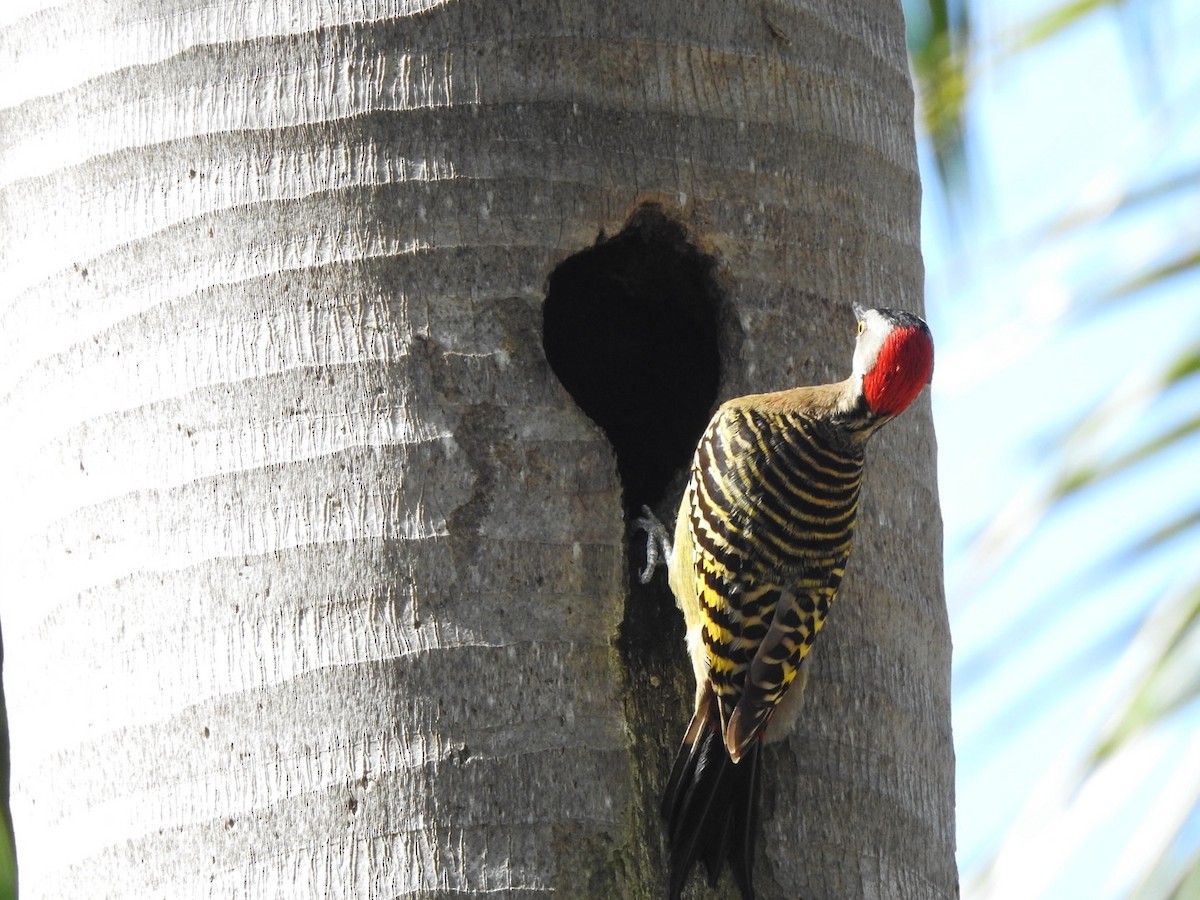 Hispaniolan Woodpecker - ML615554777
