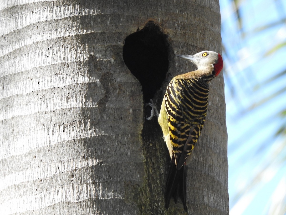 Hispaniolan Woodpecker - ML615554778