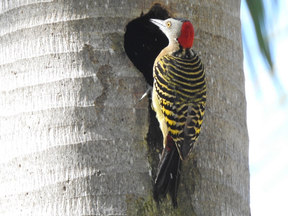 Hispaniolan Woodpecker - ML615554780