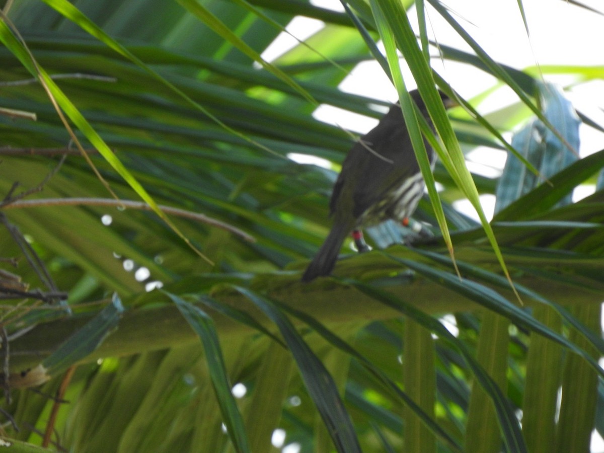 Dominik Palmiyekuşu - ML615554801
