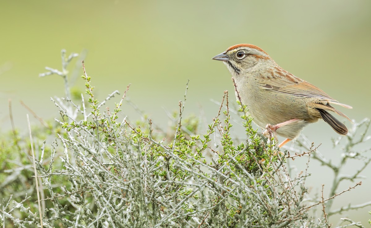 Rufous-crowned Sparrow - Connor Cochrane