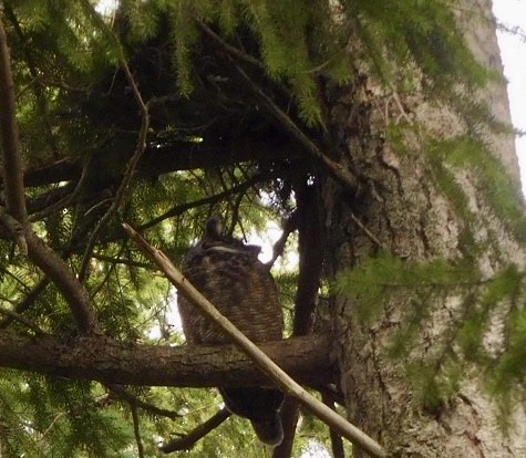 Great Horned Owl - ML615555118