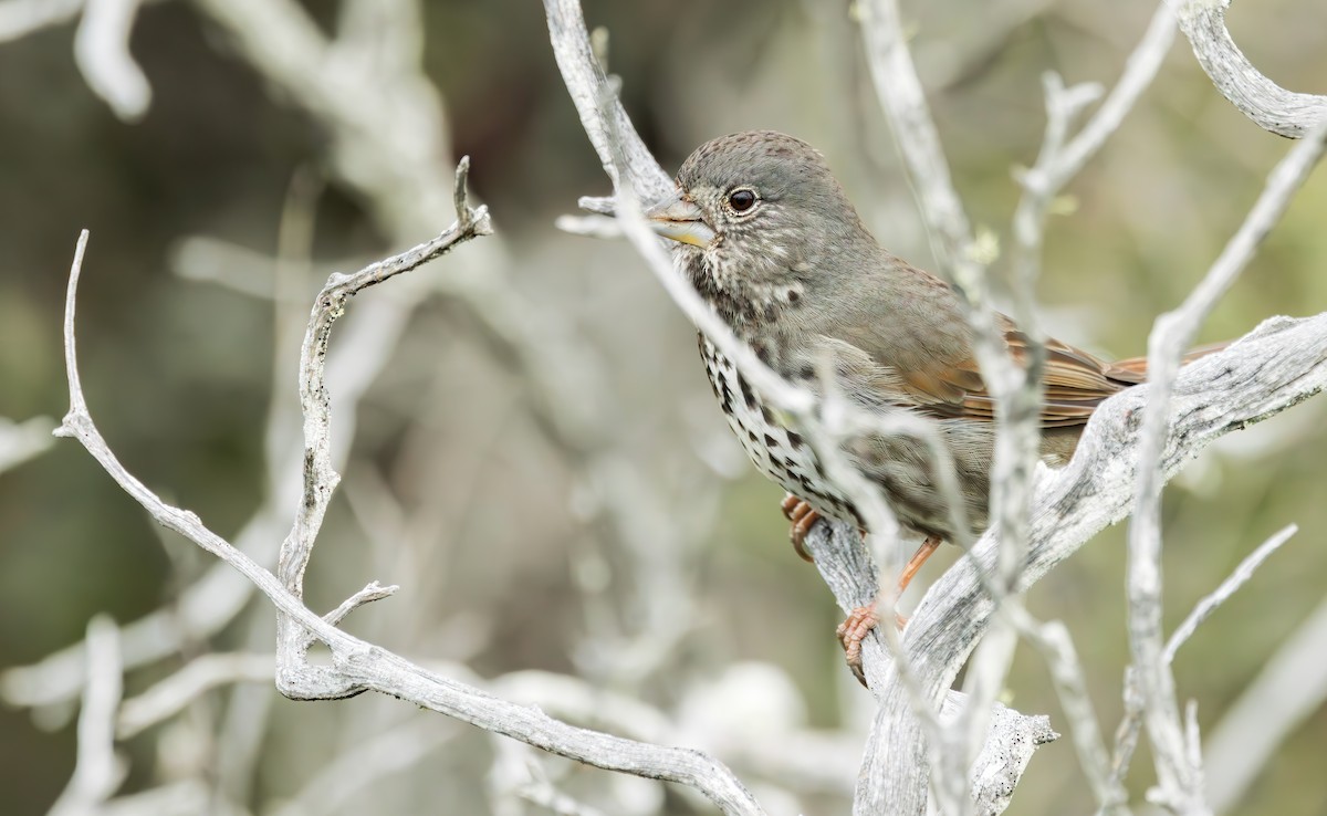 Fox Sparrow (Thick-billed) - ML615555389