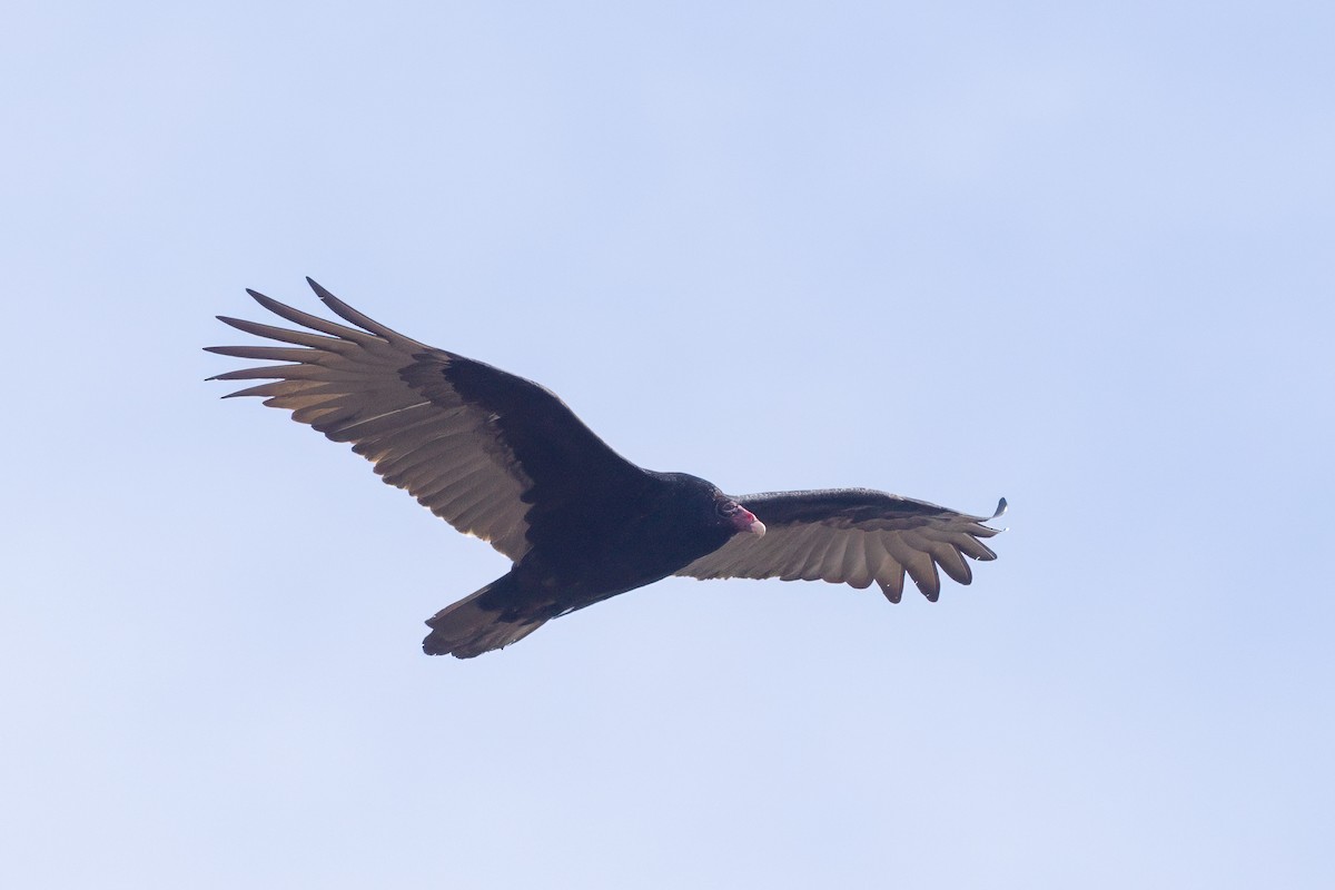 Turkey Vulture - ML615555415