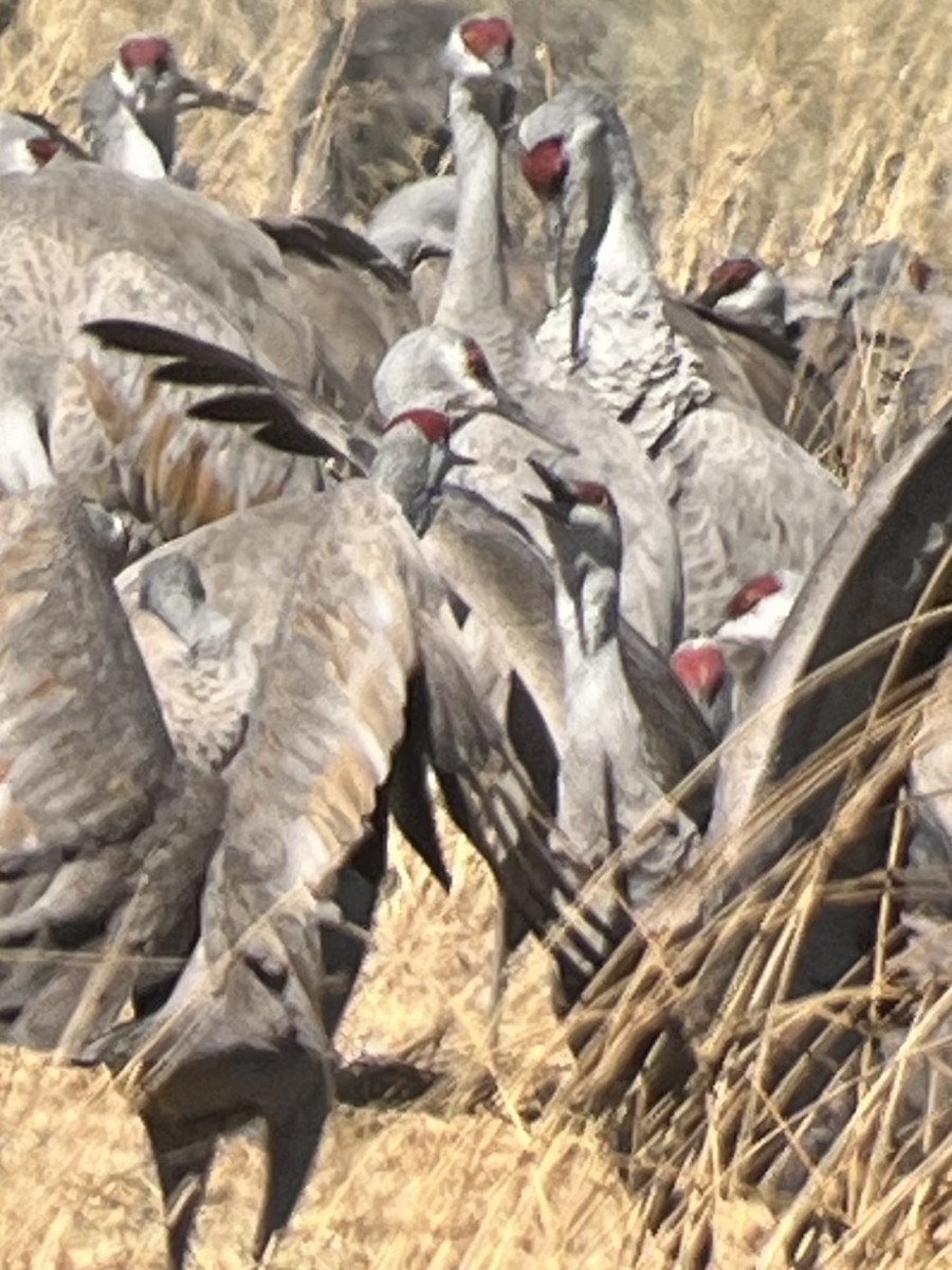 EBird Checklist 2 Mar 2024 Monte Vista NWR 22 Species   1200