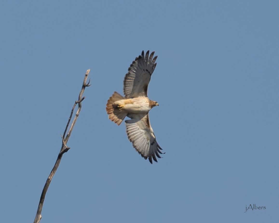Red-tailed Hawk - ML615555828
