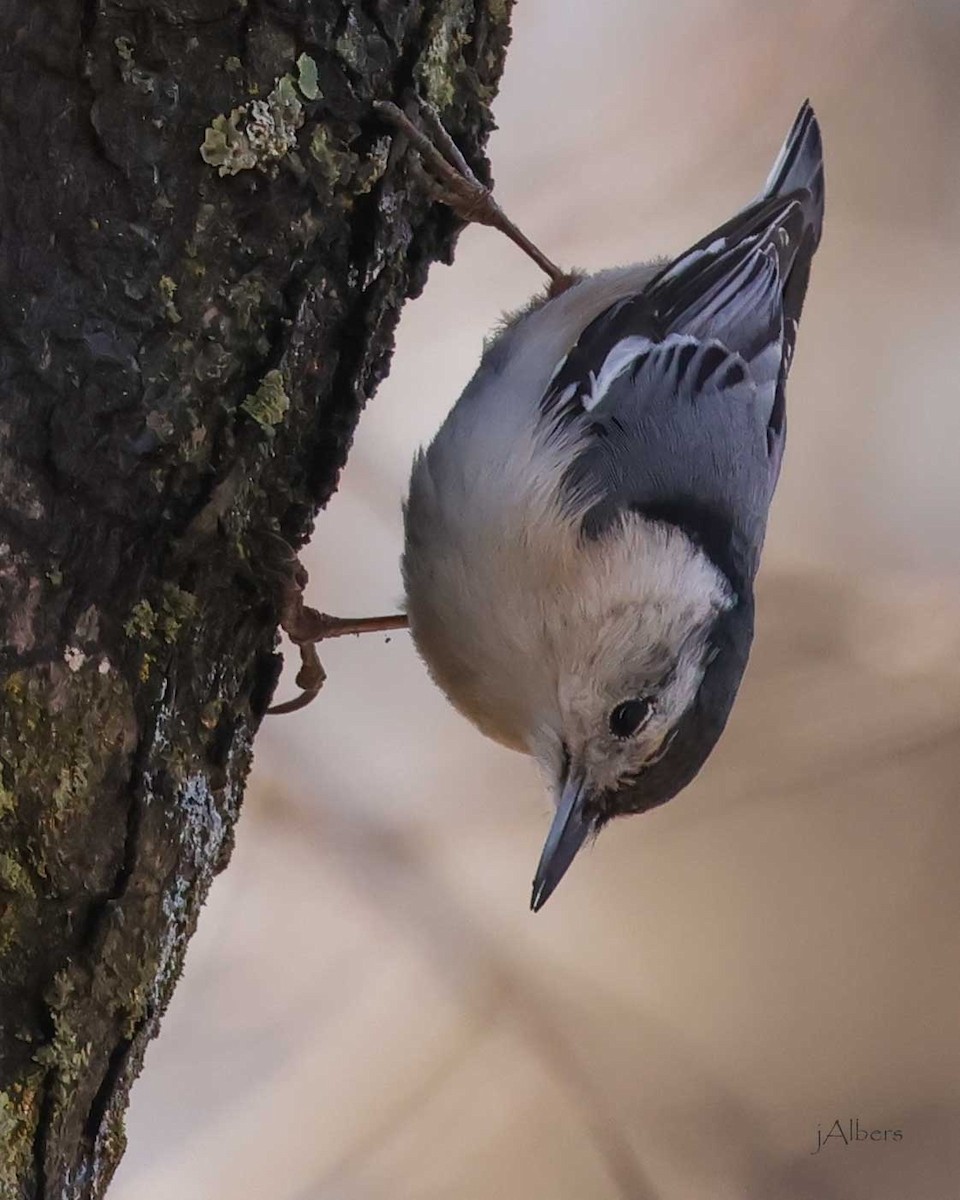White-breasted Nuthatch - ML615555838