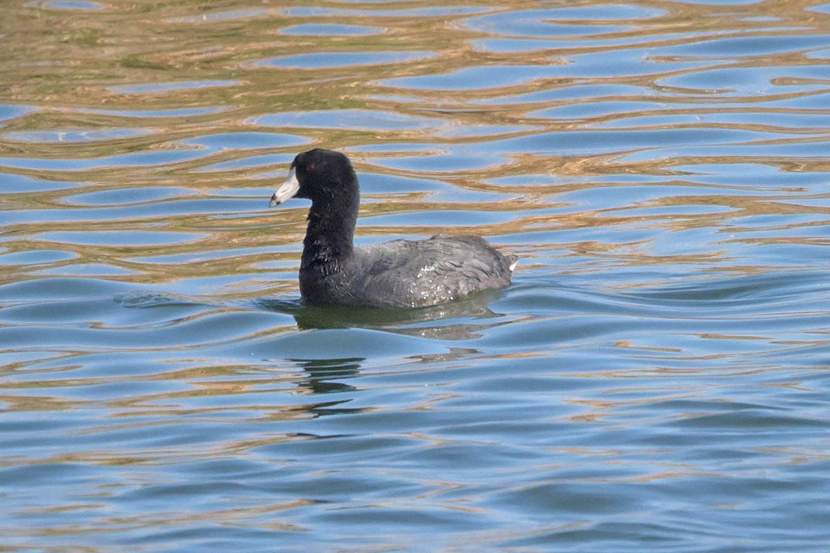 American Coot - Troy Hibbitts