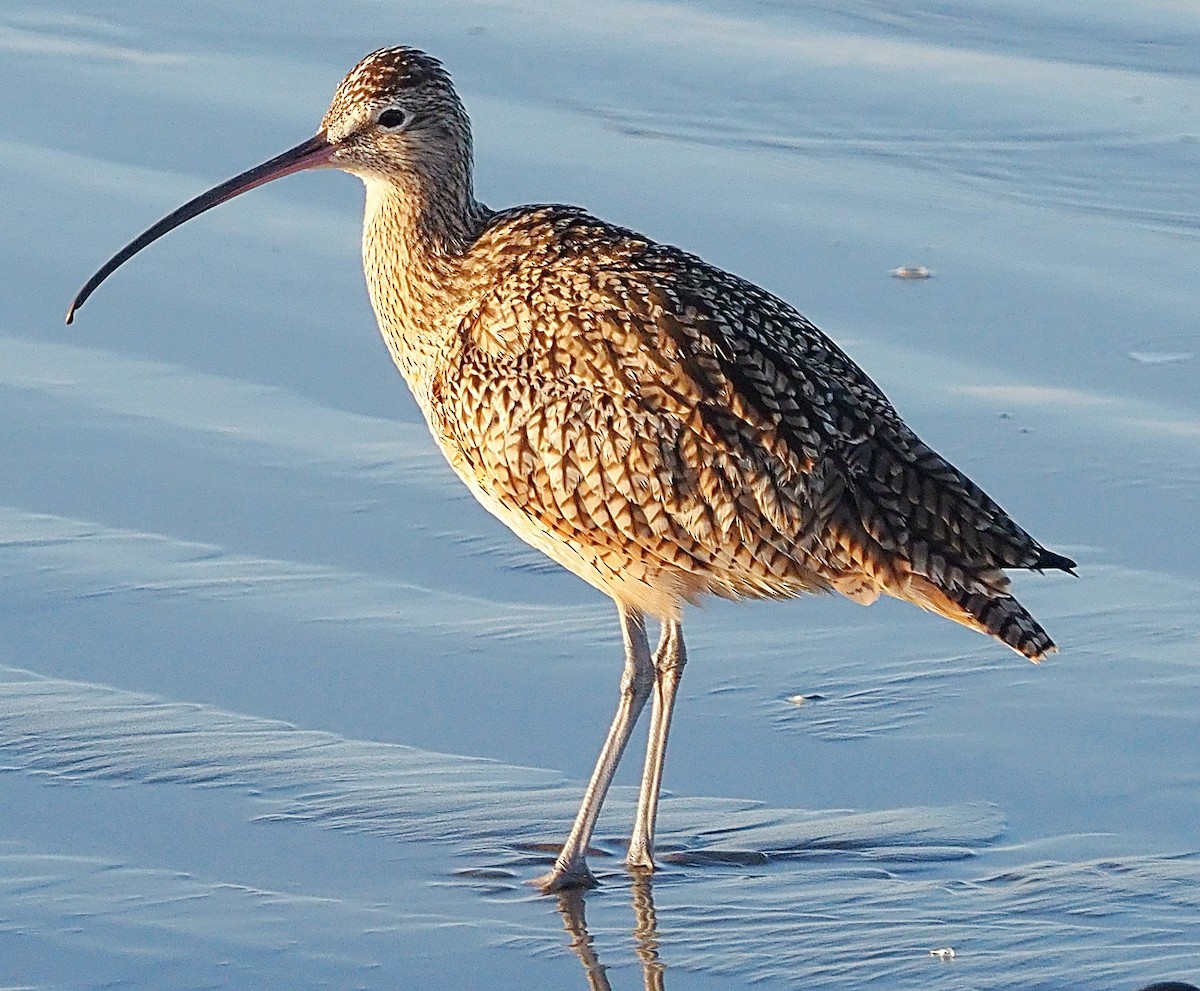 Long-billed Curlew - ML615555978