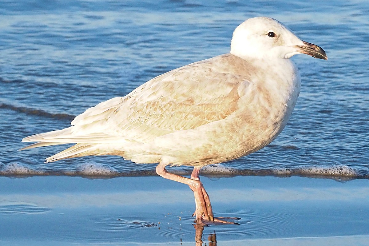 Glaucous-winged Gull - Charity Hagen