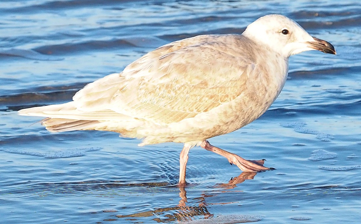 Glaucous-winged Gull - Charity Hagen