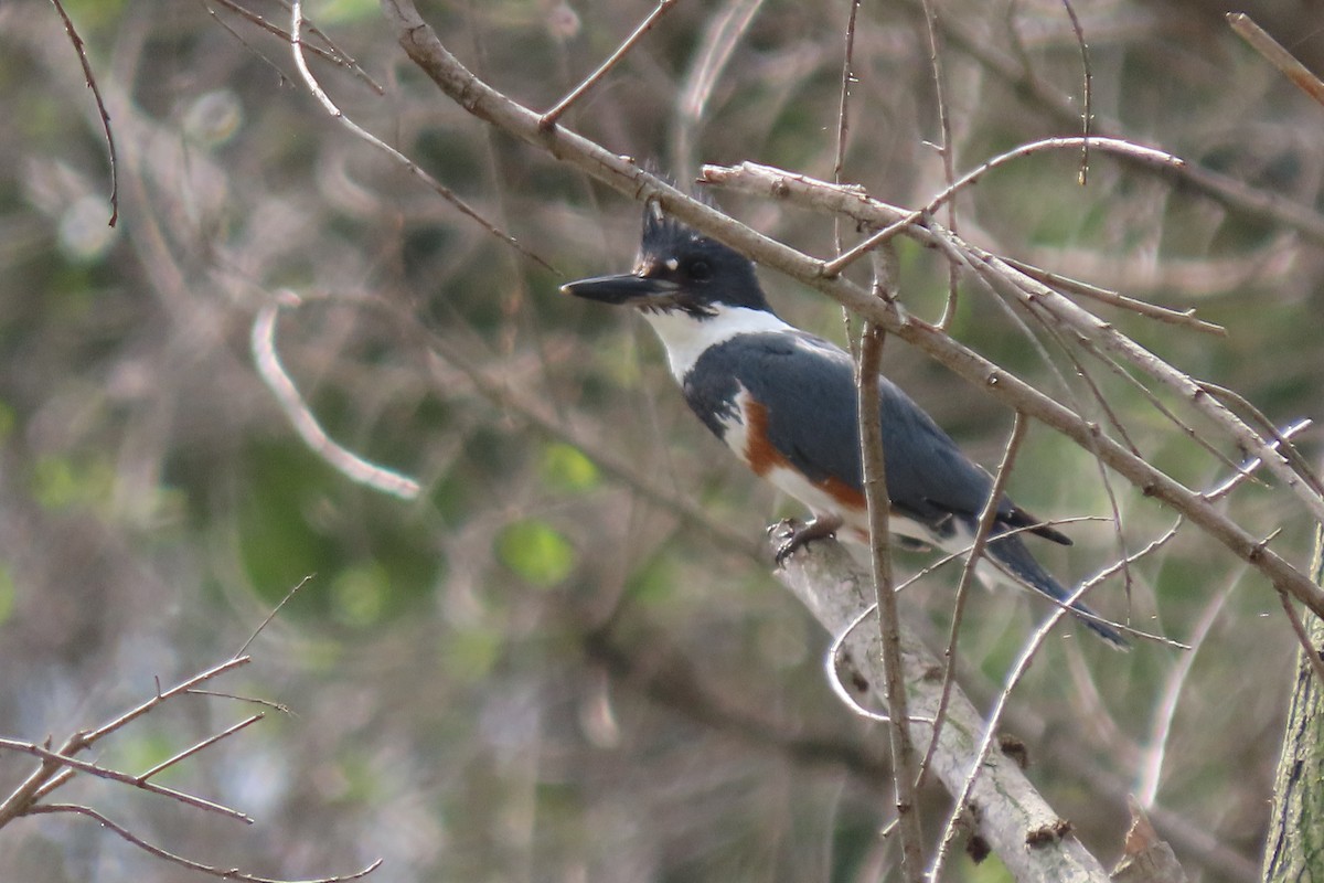 Belted Kingfisher - ML615556039