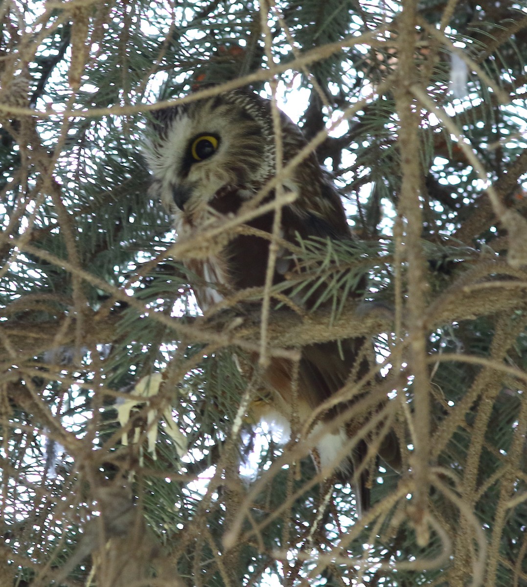 Northern Saw-whet Owl - Catherine Temple