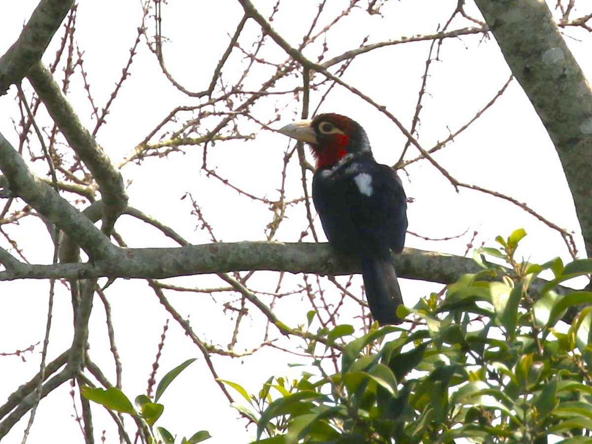 Double-toothed Barbet - ML615556059