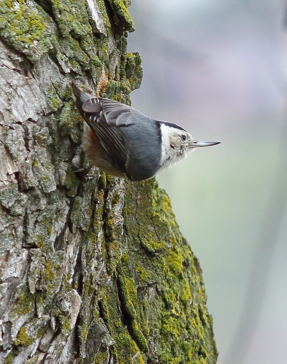 White-breasted Nuthatch - Catherine Temple