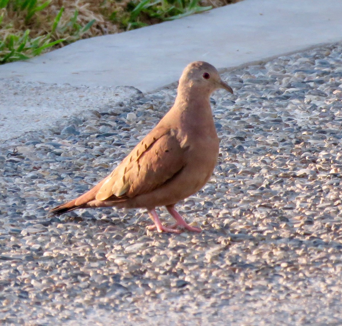 Ruddy Ground Dove - ML61555611