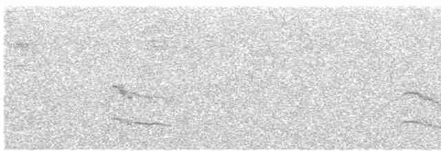 Weißbinden-Ameisenvogel - ML615556196