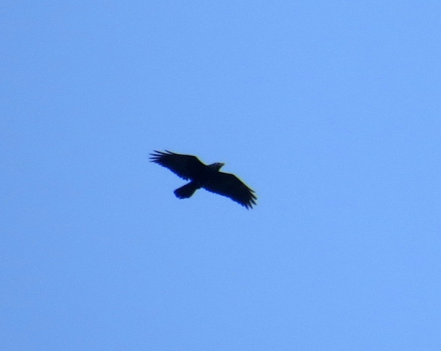 Common Raven - ML615556459