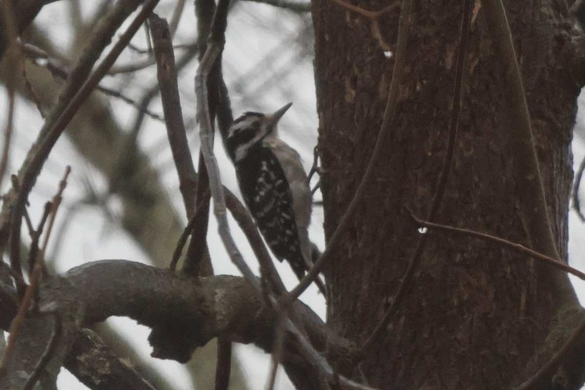 Hairy Woodpecker (Eastern) - ML615556561