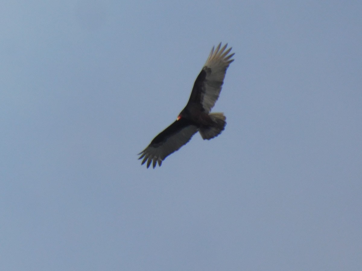 Turkey Vulture - ML615556703