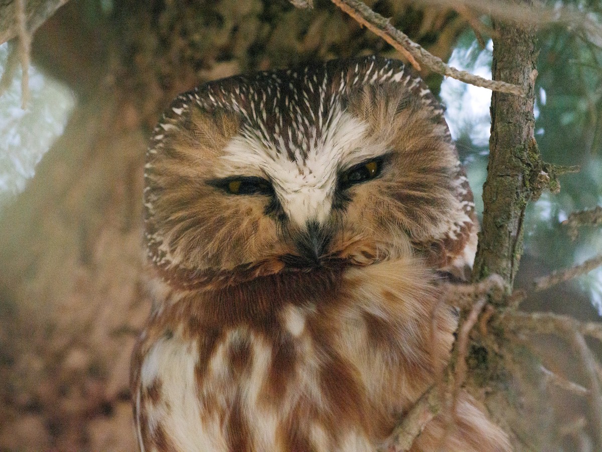 Northern Saw-whet Owl - Aidan Lorenz