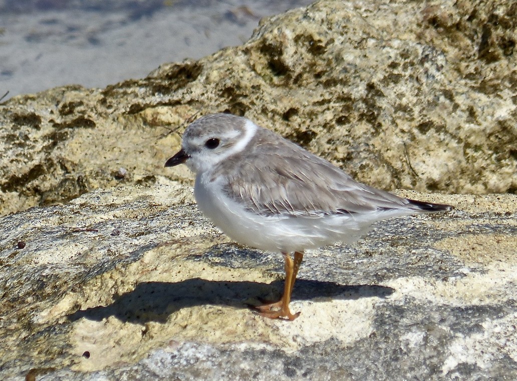 Piping Plover - ML615556776