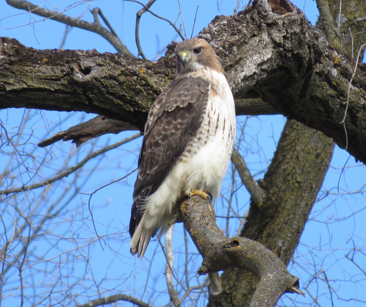 Red-tailed Hawk - ML615556929