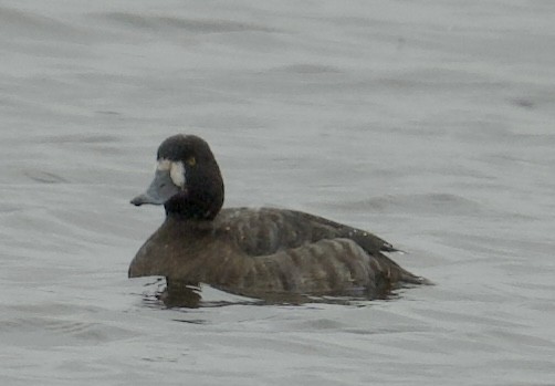 Greater Scaup - ML615557020