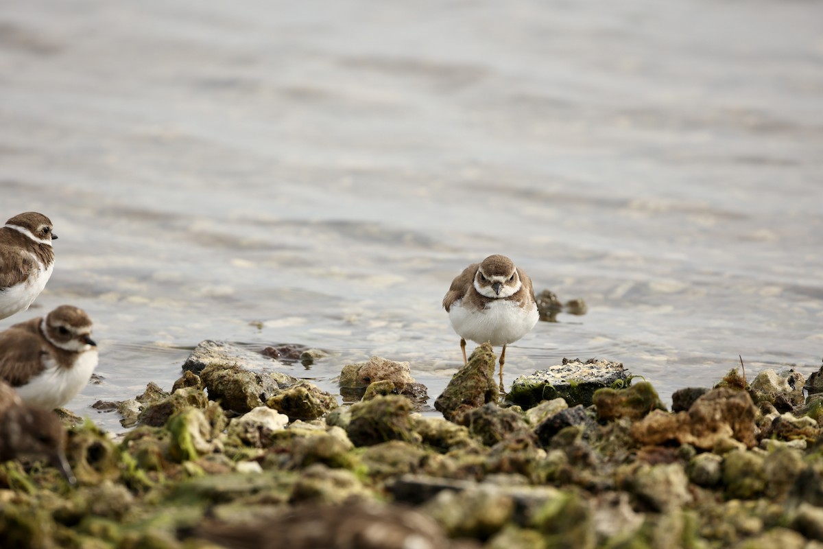 Semipalmated Plover - ML615557037