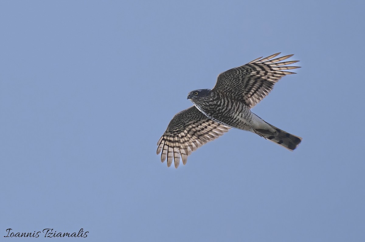 Eurasian Sparrowhawk - ML615557287