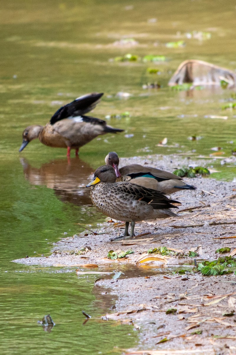 Yellow-billed Teal - Murilo Vicente