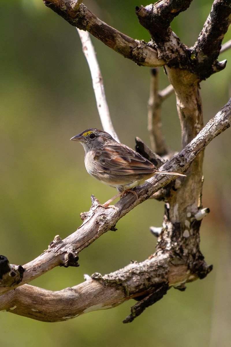 Grassland Sparrow - ML615557366