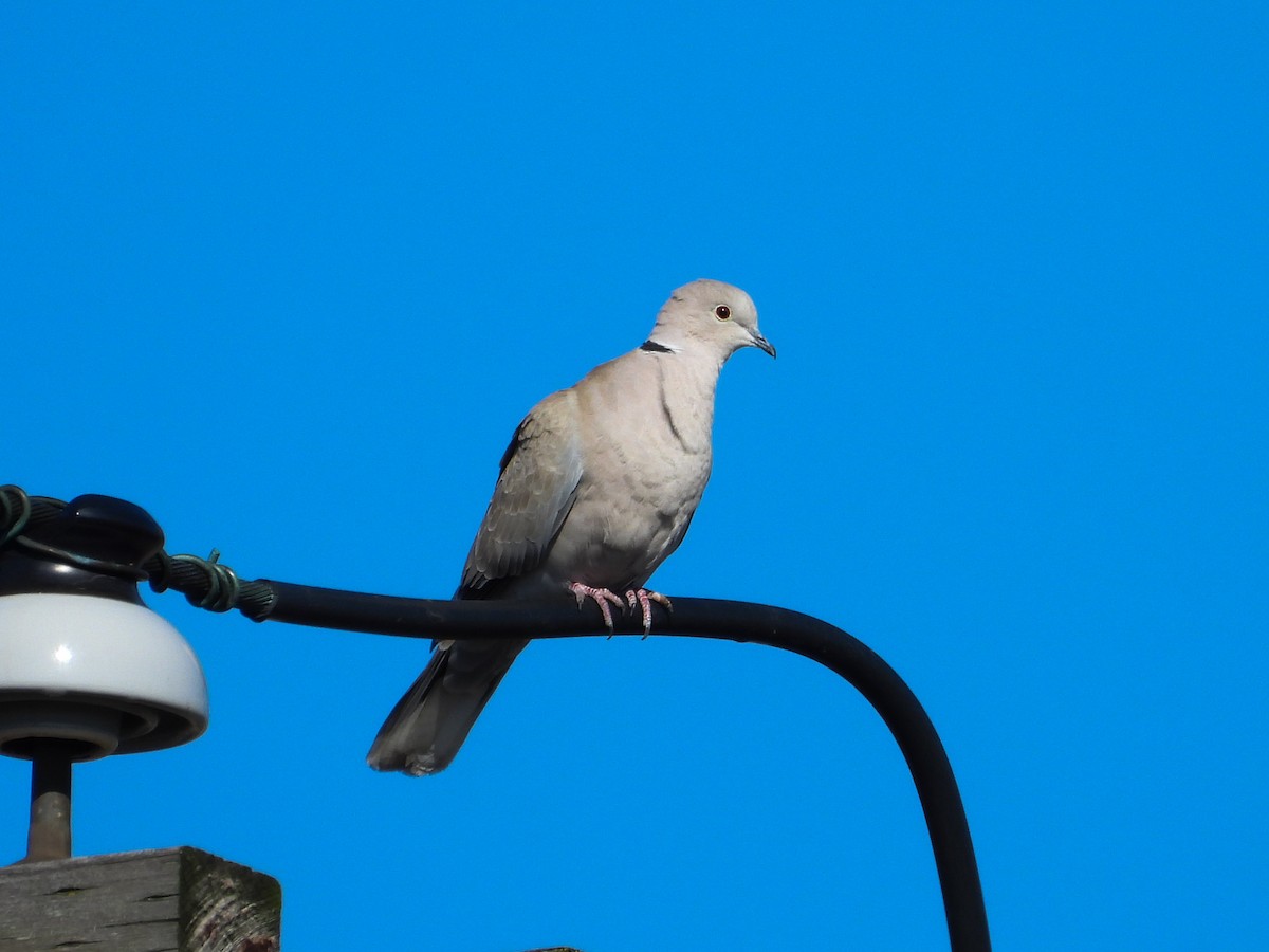 Eurasian Collared-Dove - ML615557504