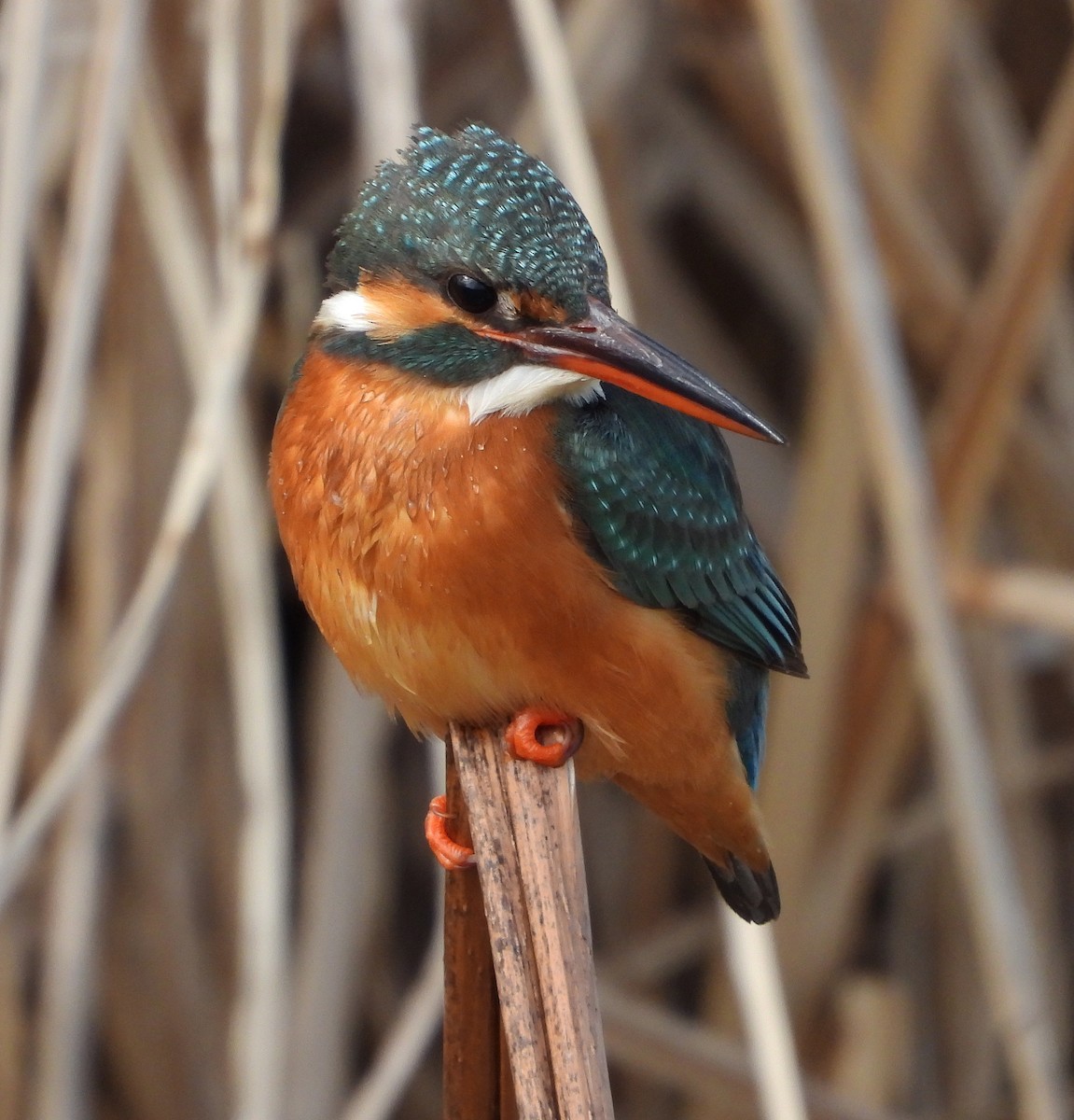 Common Kingfisher - Gary Graves