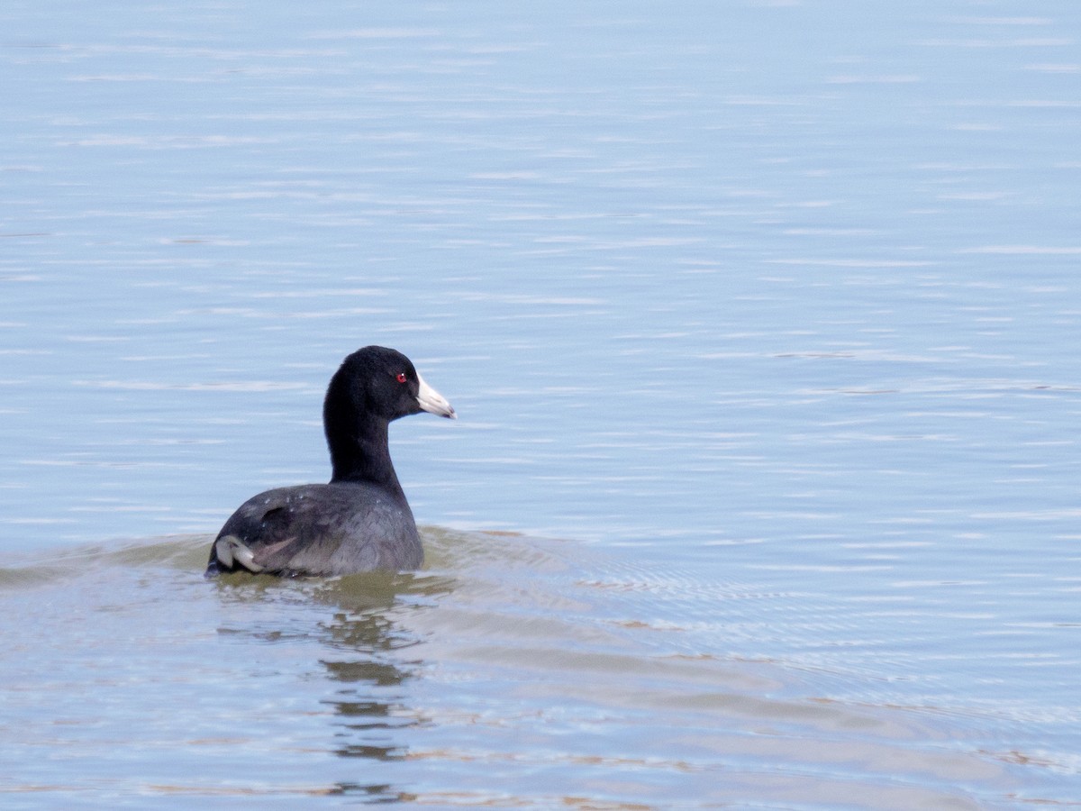 American Coot (Red-shielded) - ML615558140