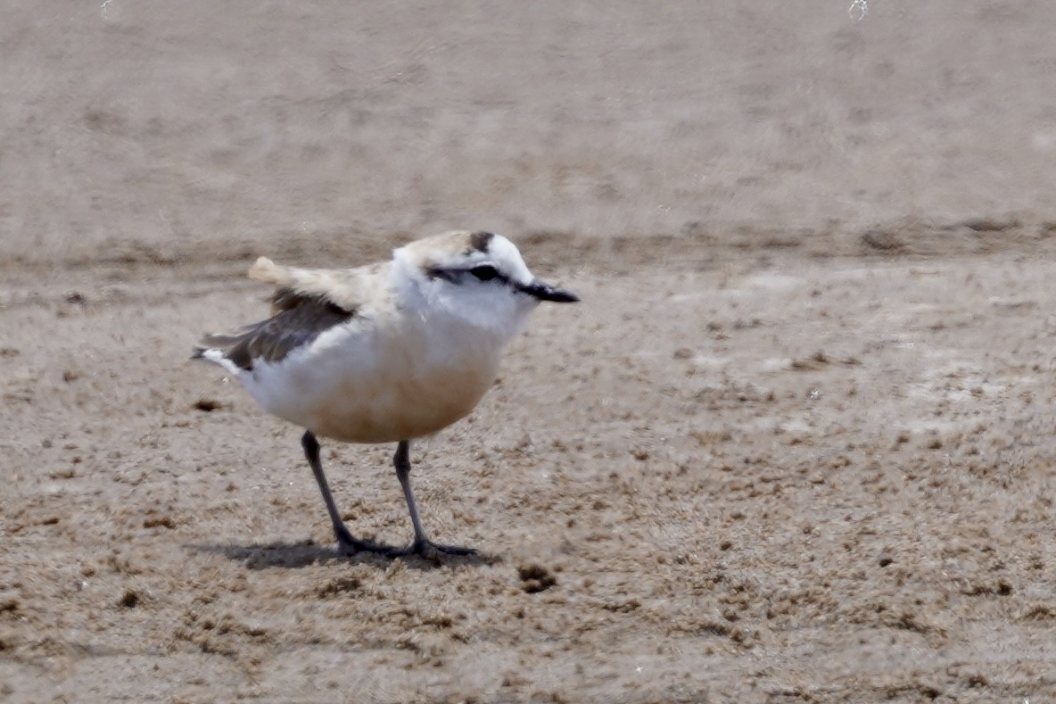 White-fronted Plover - ML615558147