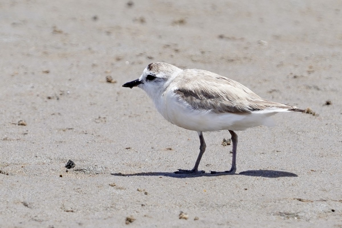 White-fronted Plover - ML615558148