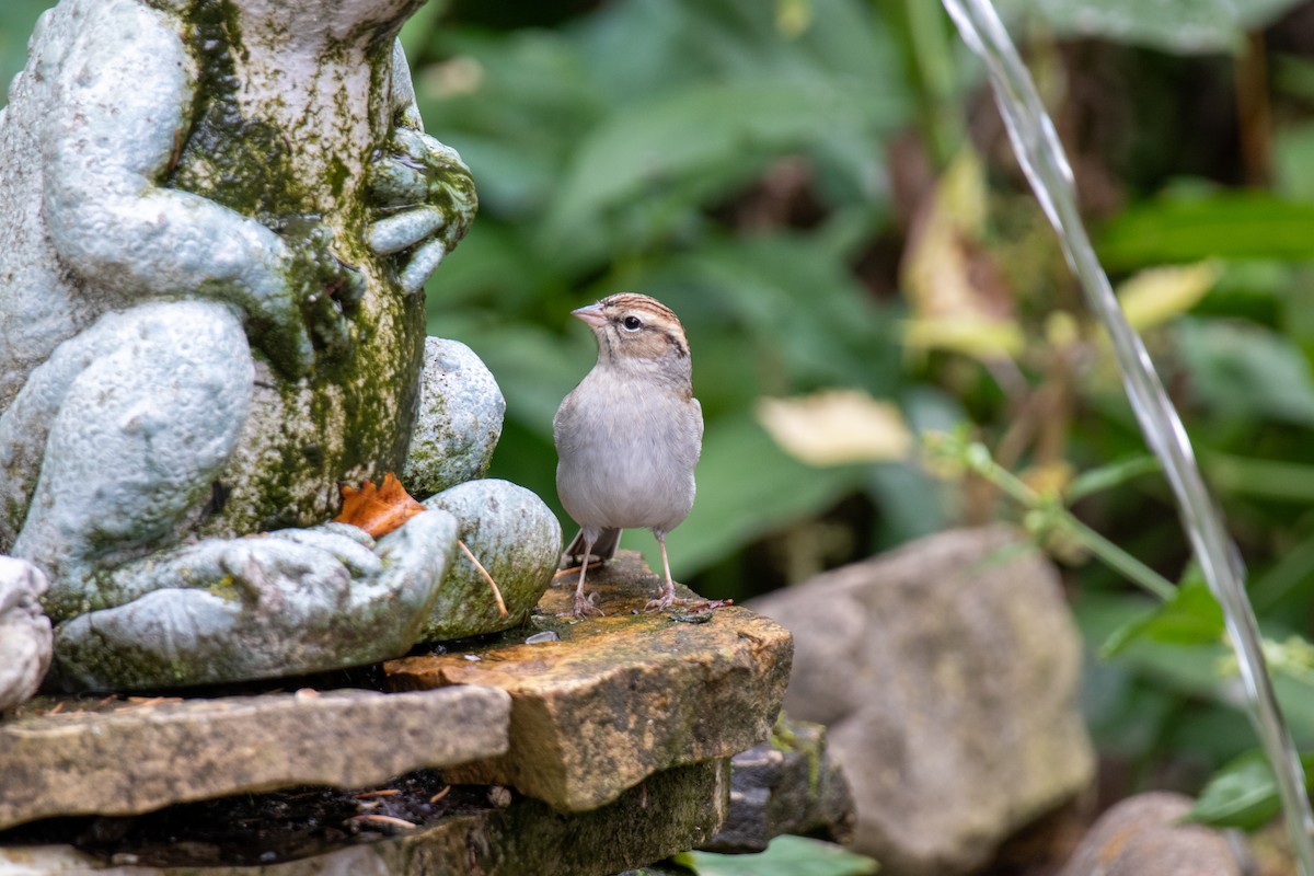 Chipping Sparrow - ML615558160