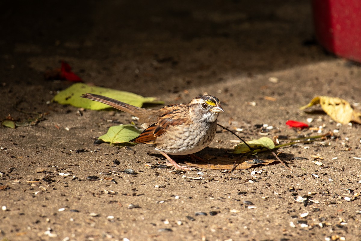 White-throated Sparrow - ML615558177