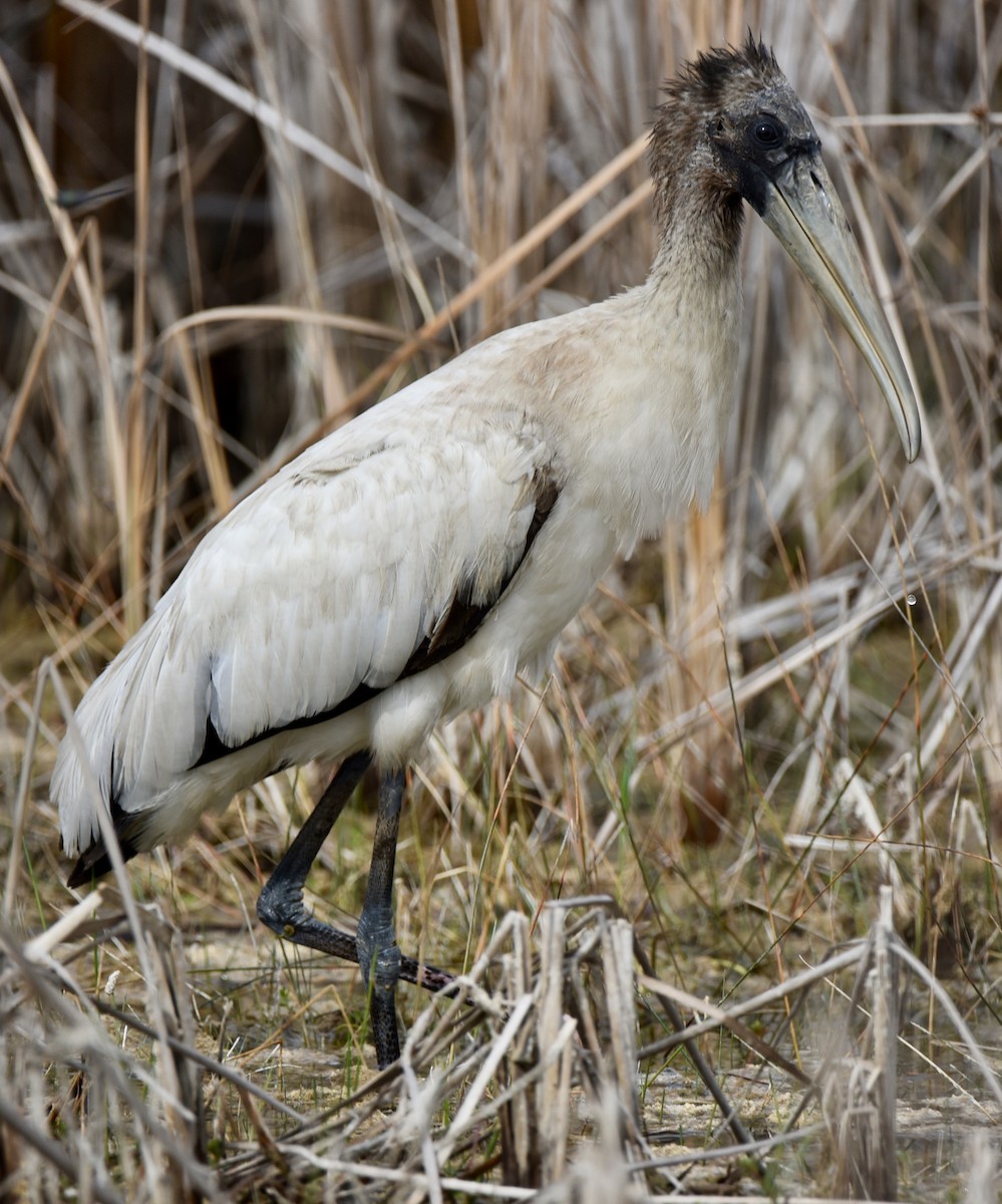 eBird Checklist - 2 Mar 2024 - Everglades NP--Research Rd (Boy Scout ...