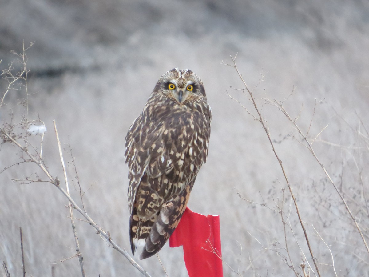 Short-eared Owl - ML615558447