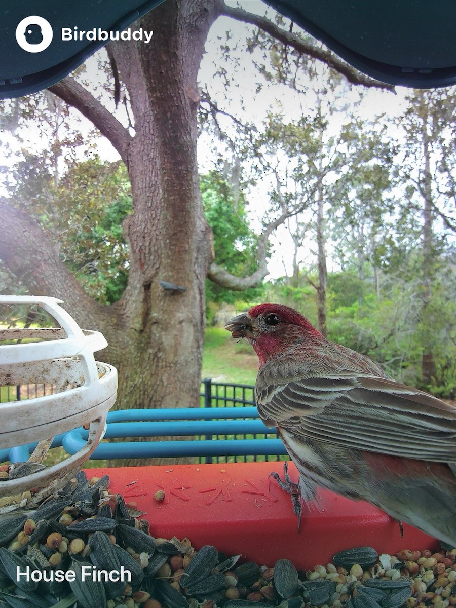 House Finch (Common) - ML615558486
